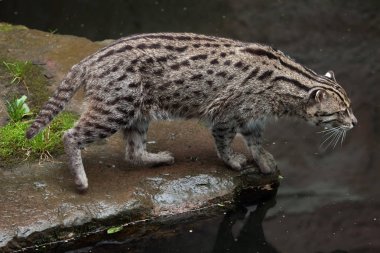 balıkçı kedi (Prionailurus viverrinus). 