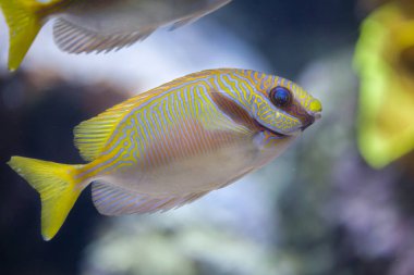 Karalanmış kedisi (Siganus doliatus)