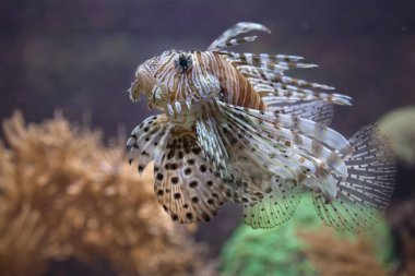 Kırmızı lionfish (Pterois volitans).