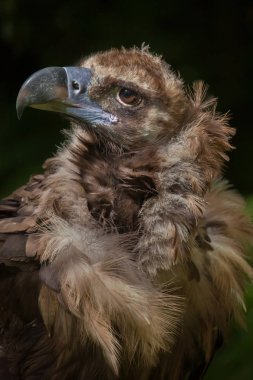 Boz akbaba (aegypius monachus)