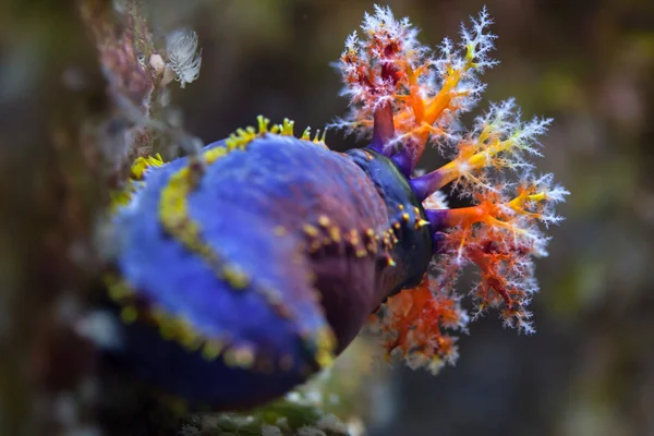 Australiska sea apple — Stockfoto