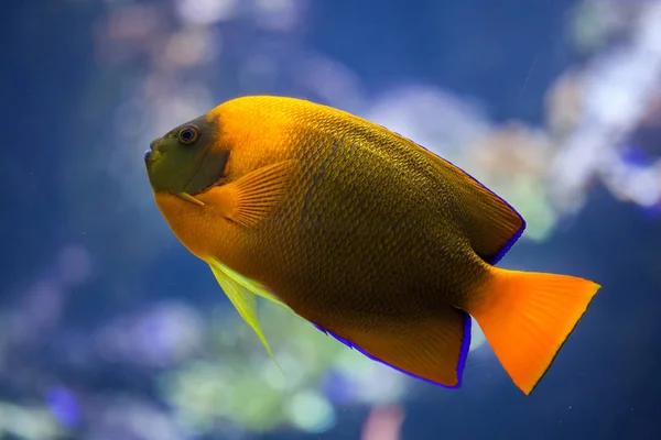 Clarion angelfish (Holacanthus clarionensis). — Stock Photo, Image