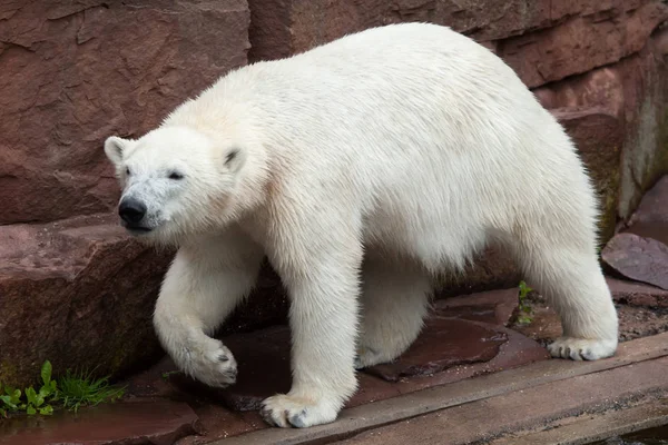 Niedźwiedź polarny (ursus maritimus). — Zdjęcie stockowe