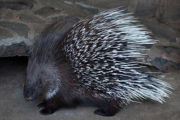 Indian crested porcupine (Hystrix indica) — Stock Photo, Image