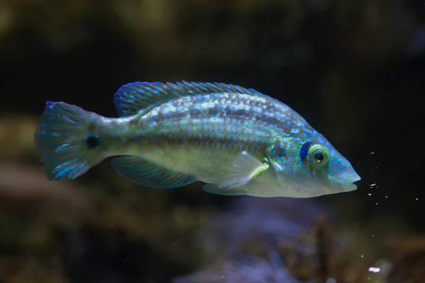 Lippfische (symphodus melops)). — Stockfoto