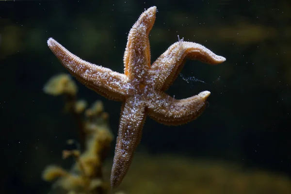 Estrella de mar común (Asterias rubens ) — Foto de Stock