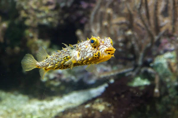 Peixes da espécie Burrfish (Chilomycterus schoepfi ) — Fotografia de Stock