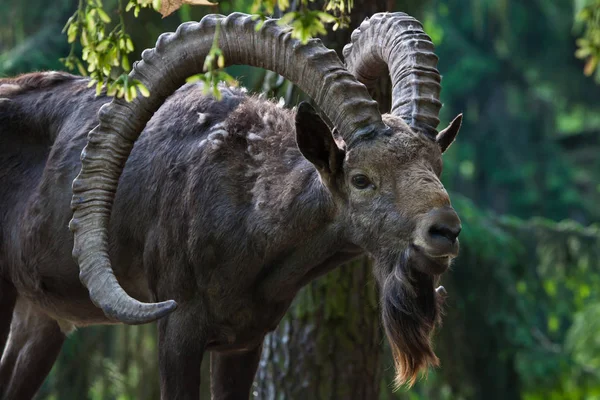 Ibex siberiano (Capra sibirica ). — Foto de Stock