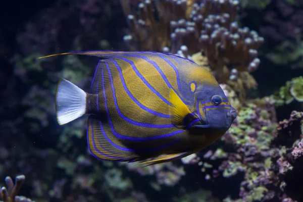 Peixe-anjo-anel-azul (Pomacanthus annularis ). — Fotografia de Stock