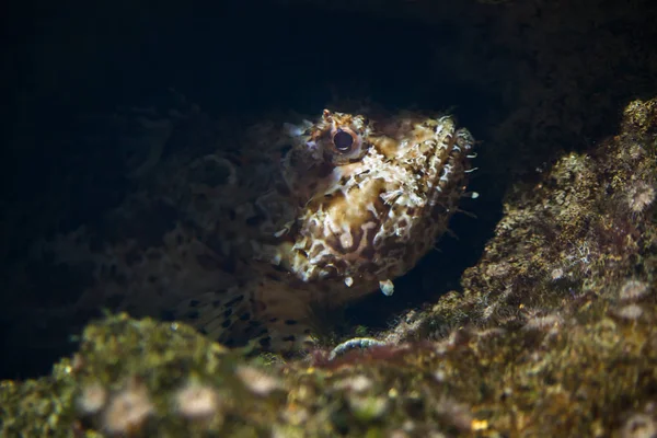 Scorpionfish czerwony (Scorpaena scrofa) — Zdjęcie stockowe