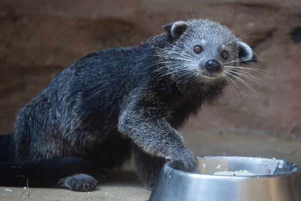 Binturong (Arctictis binturong) ) — Fotografia de Stock