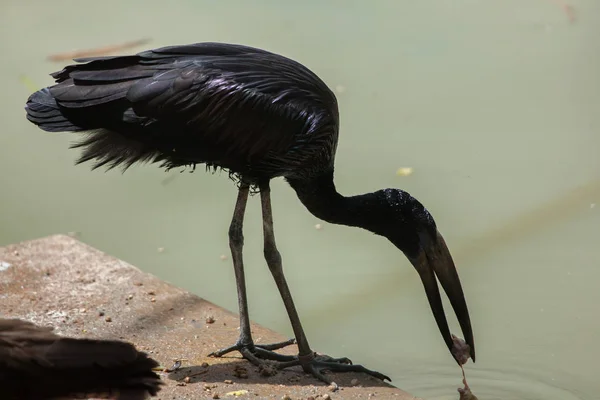 African openbill (Anastomus lamelligerus). — Stock Photo, Image