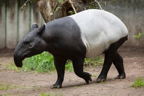 Malayan tapir (Tapirus indicus). — Stock Photo, Image