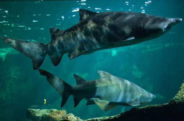 Tiburones tigre de arena (Carcharias taurus ) — Foto de Stock