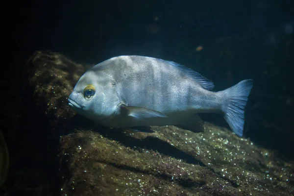 Rubberlip grunt (Plectorhinchus mediterraneus). — 图库照片