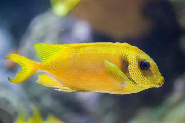 Μπλε στίγματα δράκαινες (Siganus corallinus) — Φωτογραφία Αρχείου