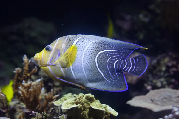 Semicircle angelfish (Pomacanthus semicirculatus) — Stock Photo, Image