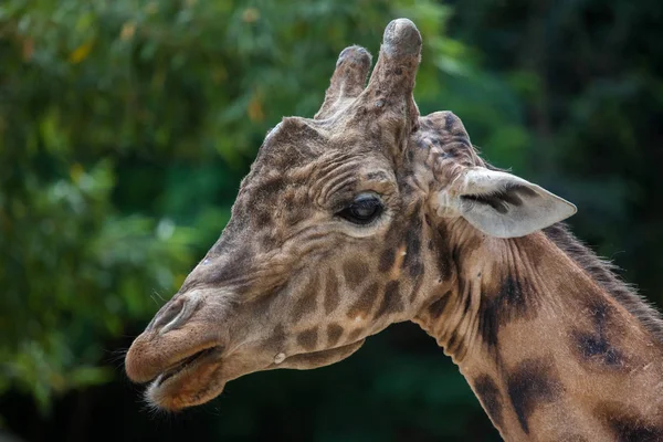 Kordofan Giraffe (Giraffa camelopardalis antiquorum) — Stockfoto