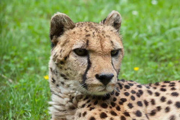 Cheetah (Acinonyx jubatus). — Stockfoto