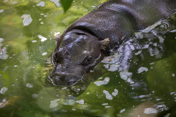 Pygmy hippopotamus (Choeropsis liberiensis). — Stok Foto