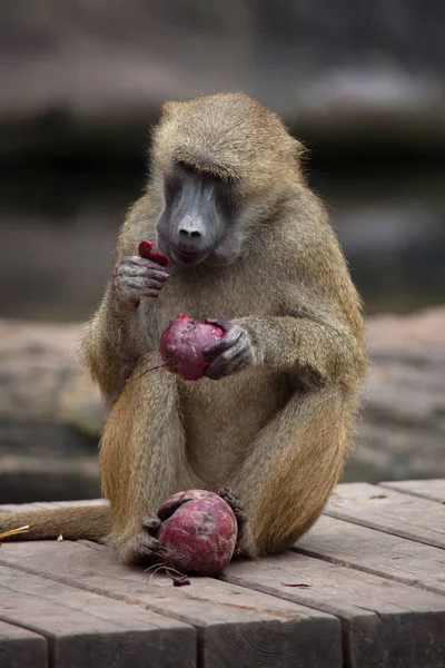 Guiné babuíno (papio papio ). — Fotografia de Stock