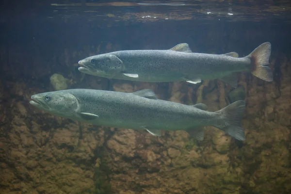 Huchen (Hucho hucho) o salmones del Danubio . — Foto de Stock