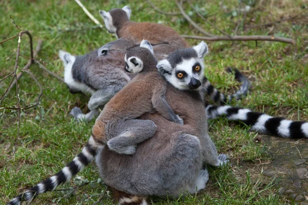 Lémures de cola anillada (Lemur catta ). — Foto de Stock