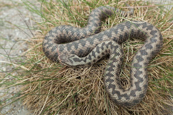 Европейская гадюка (Vipera berus)
).