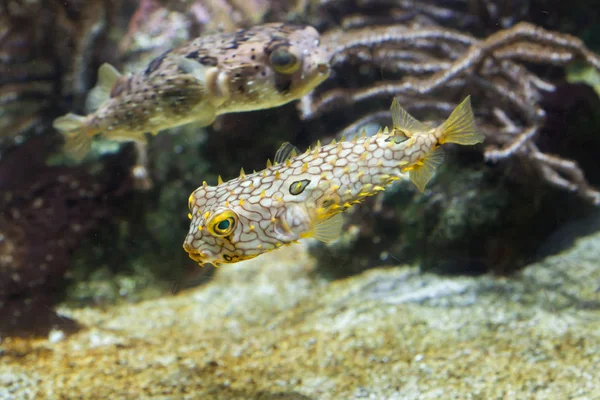 Peixes da espécie Burrfish (Chilomycterus schoepfi ) — Fotografia de Stock