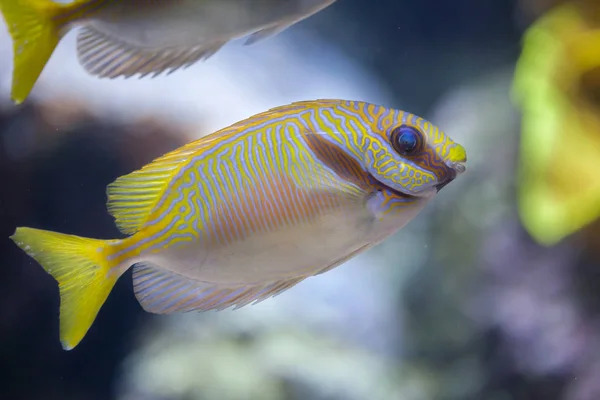 Karalanmış kedisi (Siganus doliatus) — Stok fotoğraf