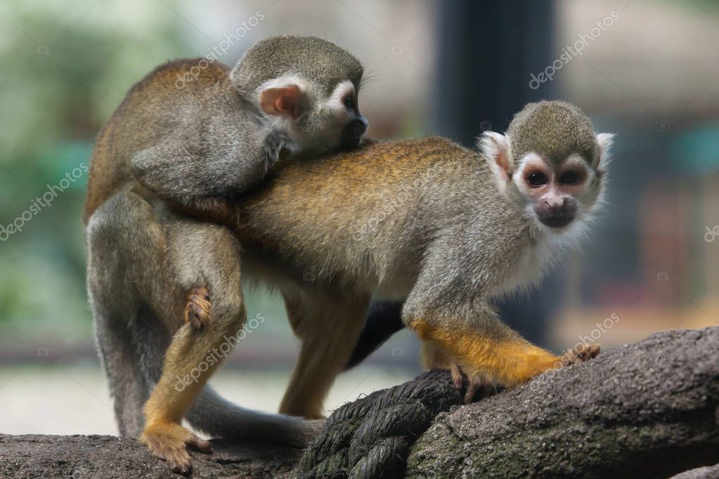 Qoshnisini sikayotgan qoshniga qarab