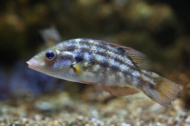 Corkwing wrasse (Symphodus melops).