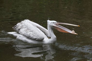 Dalmaçyalı pelikan (Pelecanus crispus). 