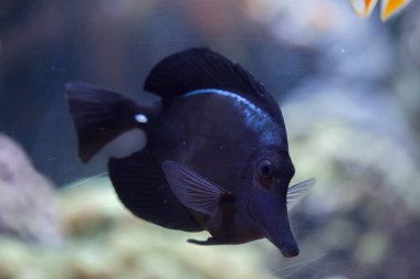 Siyah longnose tang (Zebrasoma rostratum)