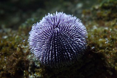 Avrupa yenilebilir deniz kestanesi (Echinus esculentus)