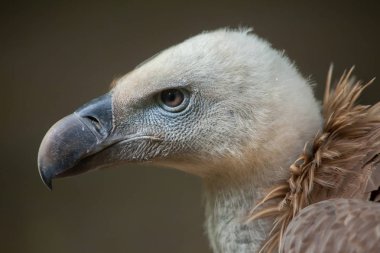 Griffon vulture (Gyps fulvus). clipart