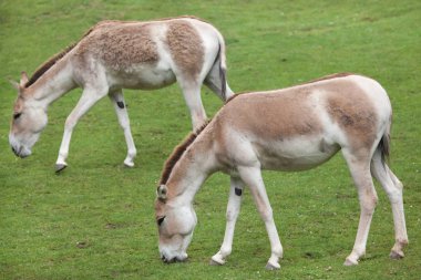 Turkmenian kulans (Equus hemionus kulan).