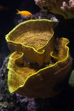 Yellow scroll coral (Turbinaria reniformis)  clipart