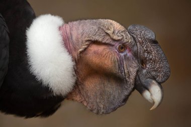 And Akbabası (Vultur gryphus).
