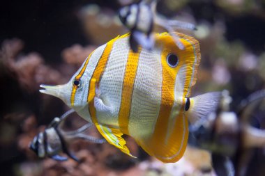 Copperband butterflyfish (chelmon rostratus'u).
