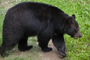 Amerikan kara ayısı (Ursus americanus).