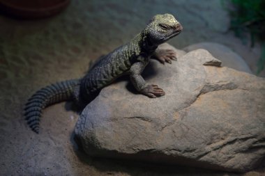 Kuzey Afrika mastigure (Uromastyx acanthinura)