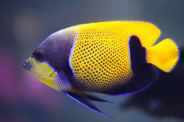 Melek balığı (Pomacanthus navarchus mavi girdled)