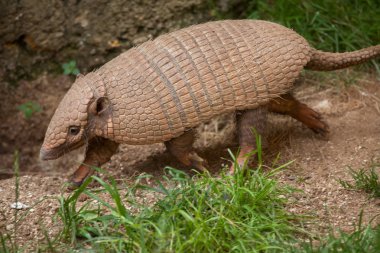 Altı şeritli Armadillo (Euphractus Sexcinctus)