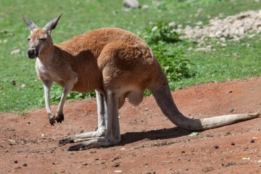 Red kangaroo (Macropus rufus).  clipart