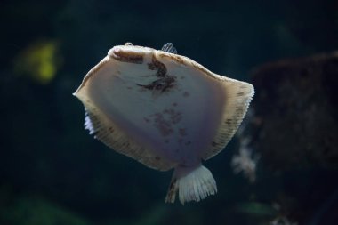 Kalkan balığı (Scophthalmus maximus).