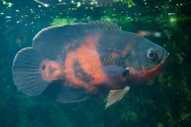 Oscar balığı (Astronotus ocellatus).