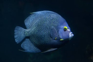 Fransız melek balığı (Pomacanthus paru).