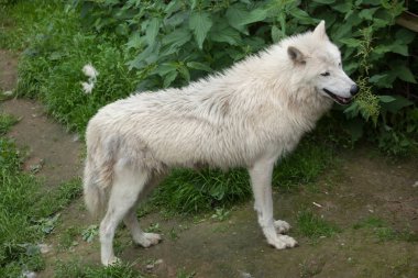 Kuzey Kutbu Kurdu (köpek lupus arctos))