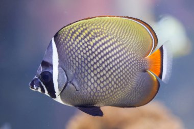 Red-tailed butterflyfish (Chaetodon collare) clipart